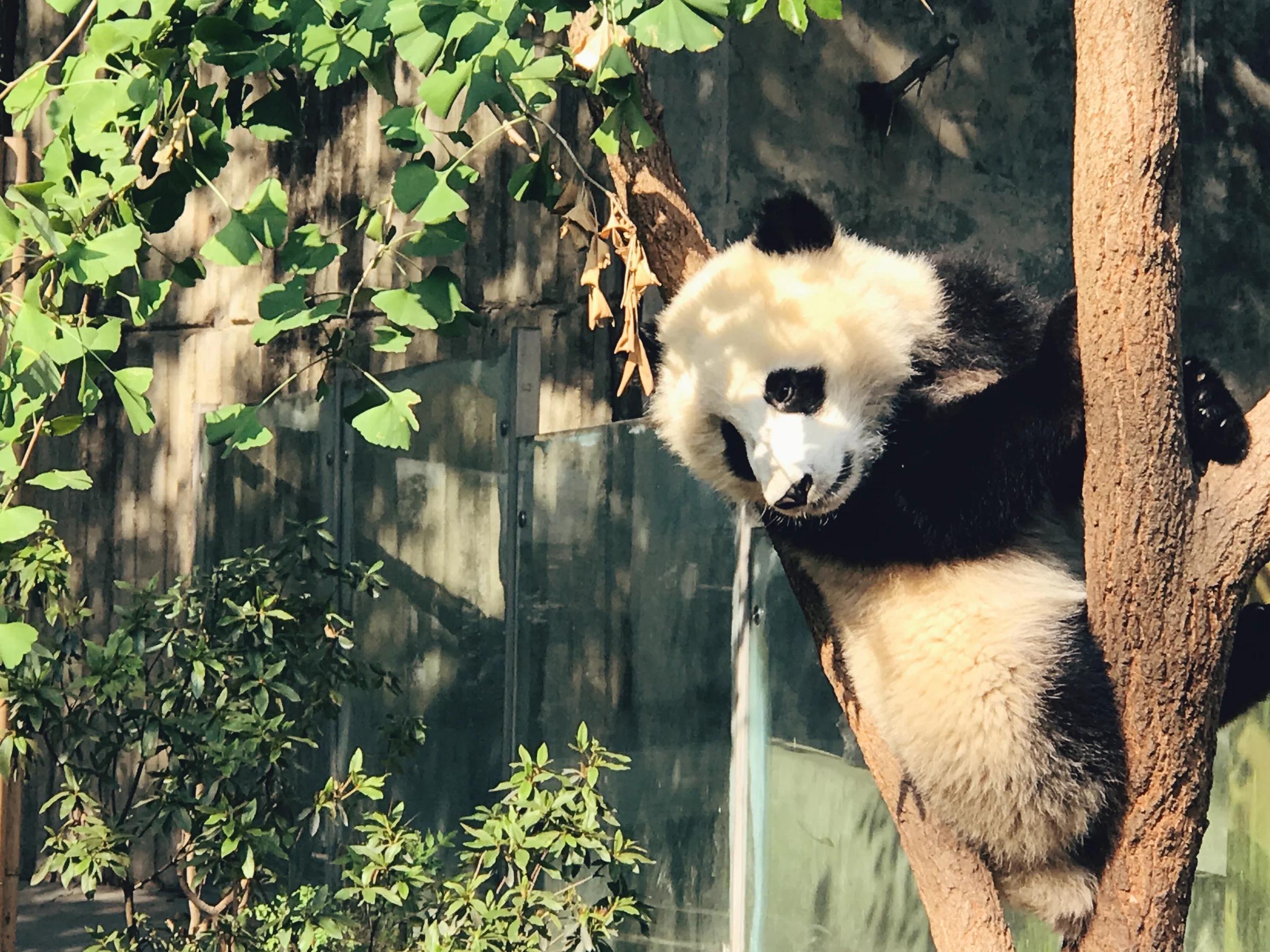 Photo from Chengdu Research Base of Giant Panda Breeding, Chengdu, China